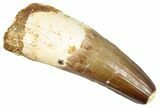 Real Fossil Spinosaurus Tooth - Bitten Tooth With Feeding Wear #276297-1
